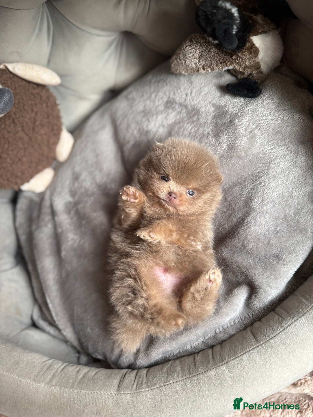 Pomeranian dogs for stud: Lilac and orange tan teddy Bear🪻🍊 - Advert 12