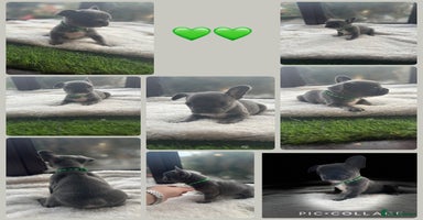 French Bulldog dogs - Advert 9