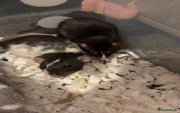 Rat rodents for sale: 2 male dumbo rats need rehoming!! - Image 1