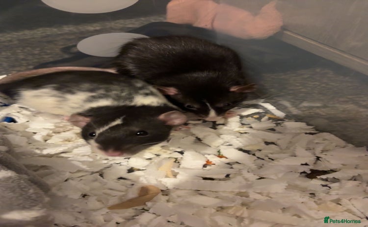 Rat rodents - Advert 2