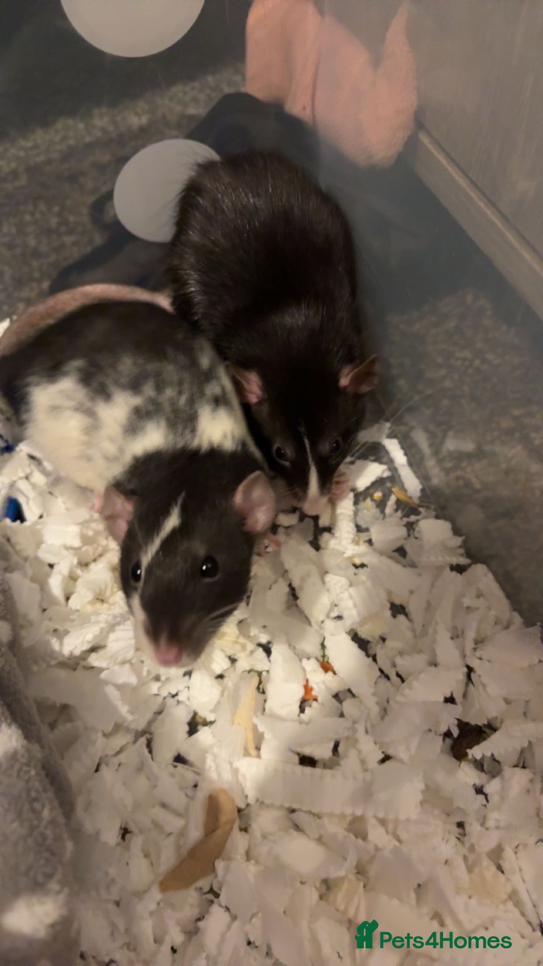 Rat rodents for sale: 2 male dumbo rats need rehoming!! - Image 1