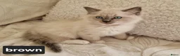 Ragdoll cats for sale: Adorable Ragdoll Kittens Looking For A New Home - Advert 15