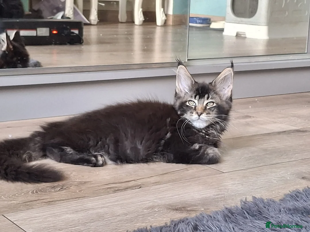 Maine Coon cats for sale: Amazing Maine Coon kittens 😍  - Advert 2
