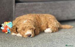 Poochon dogs for sale: 🐾 Adorable Mini Poochon Puppy – Milo 🐾 - Image 4