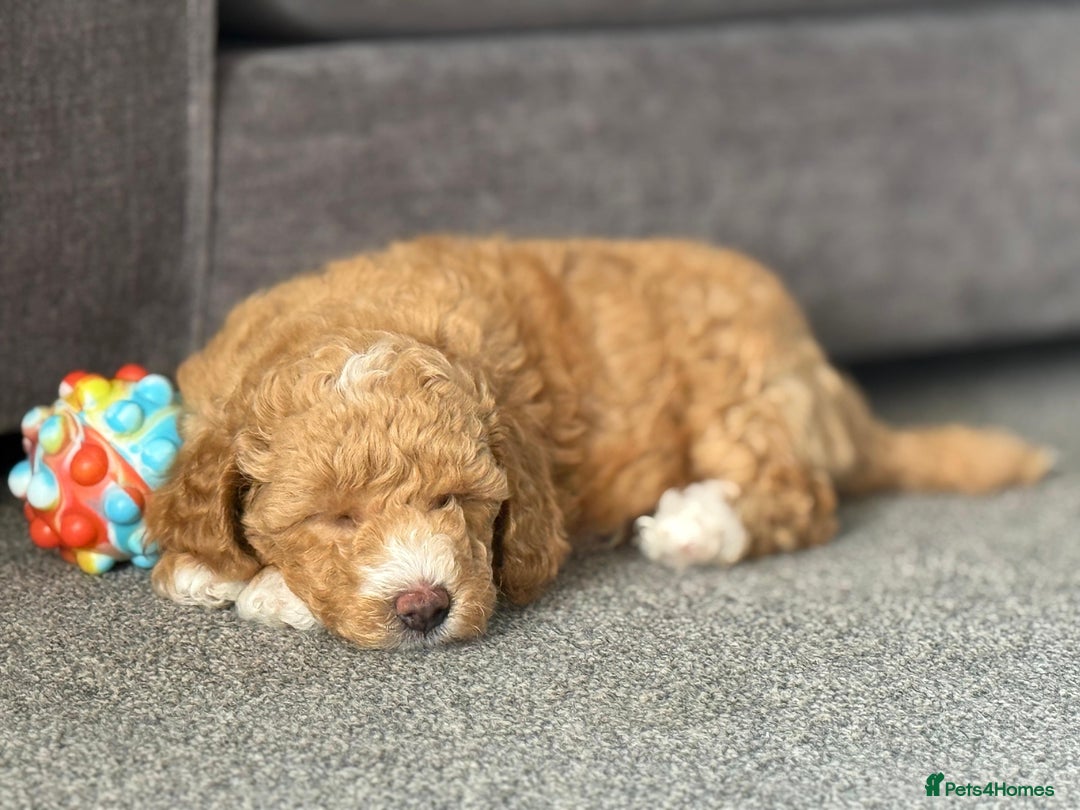 Poochon dogs for sale: 🐾 Adorable Mini Poochon Puppy – Milo 🐾 - Image 4