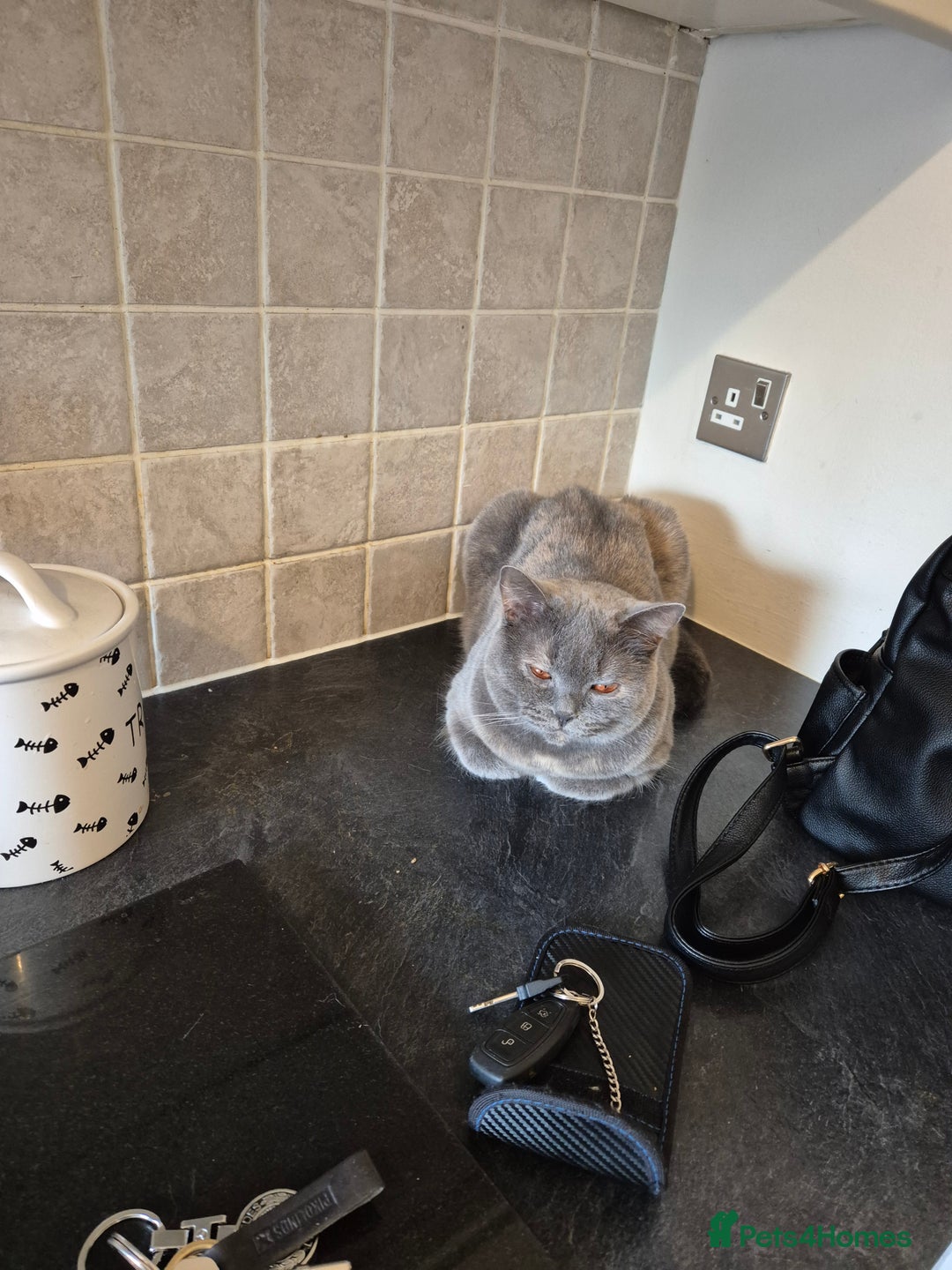 British Shorthair cats for sale: British shorthaired with excellent pedigree. - Advert 6