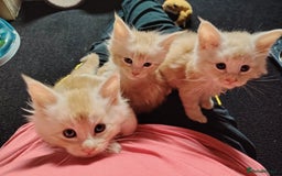 Maine Coon cats for sale: Home raised stunning Mainecoon boys. - Image 32