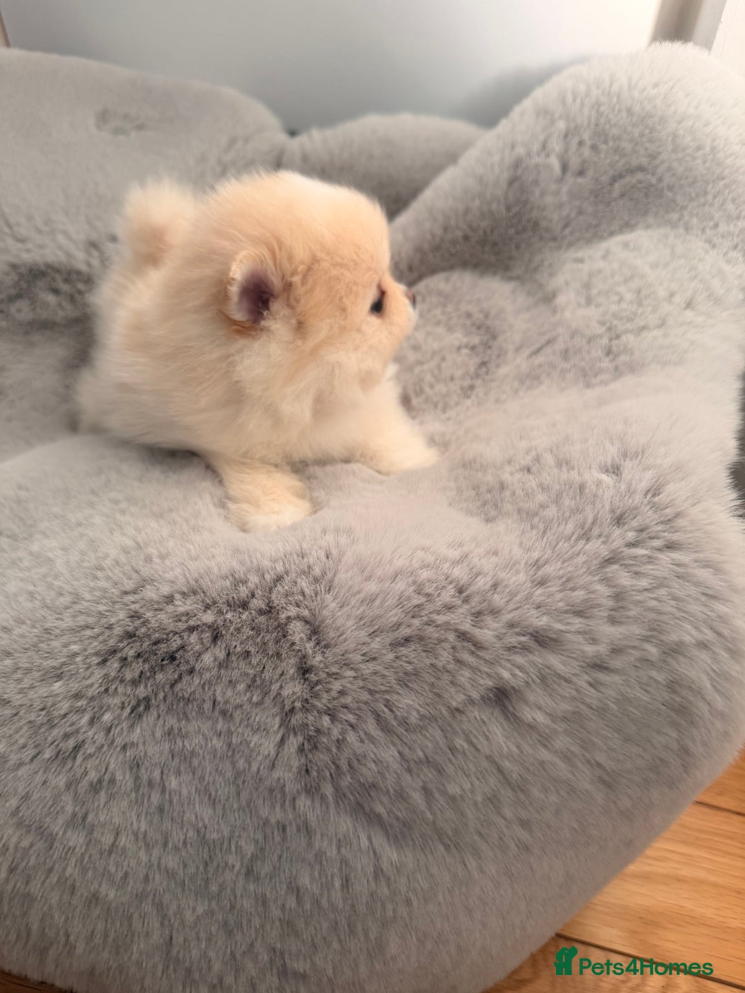 Pomeranian dogs for sale: Stunning Pomeranian Females KC reg. Russian lines - Advert 13