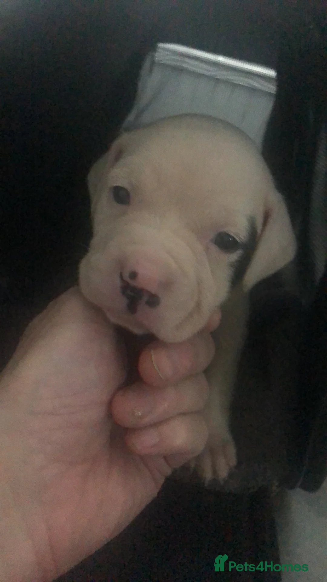 American Bulldog dogs for sale: American Bulldog puppies - Advert 2