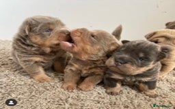 Shar Pei dogs for stud: TOP QUALITY -BEAUTIFUL BEARCOAT STUD in Wetherby - Image 6