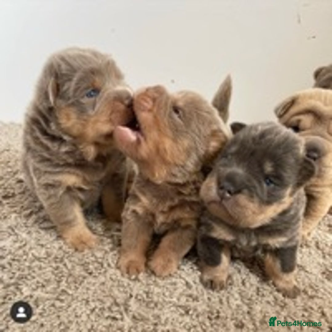 Shar Pei dogs for stud: TOP QUALITY -BEAUTIFUL BEARCOAT STUD in Wetherby - Image 6