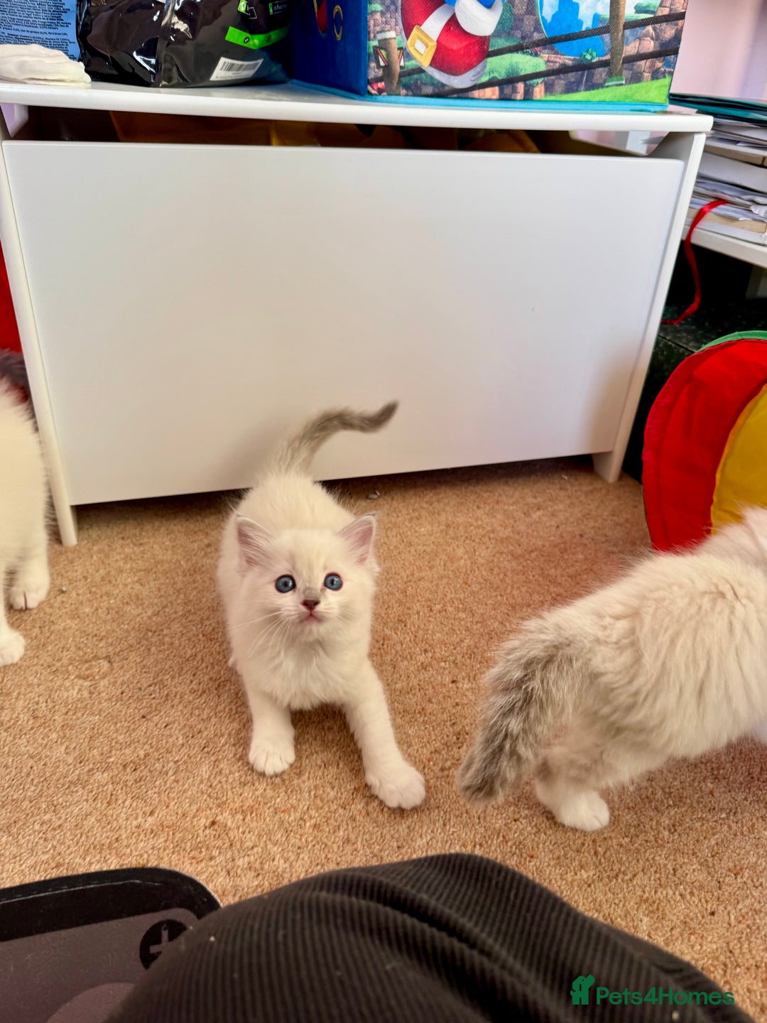 Ragdoll cats for sale: Beautiful Registered Ragdoll Kittens Available  - Advert 27