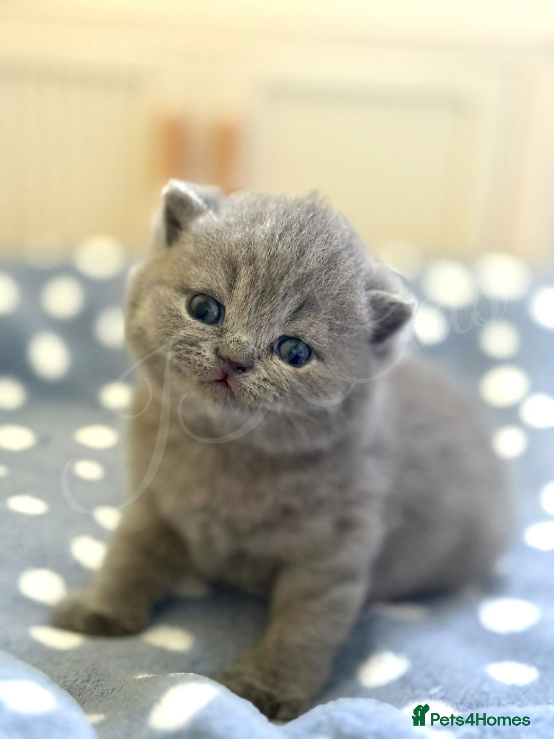 British Shorthair cats for sale: GCCF Registered -Show Quality BSH - Advert 6