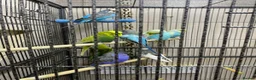 Budgerigars birds for sale: Young budgies for sale - Advert 8