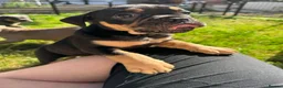 Olde English Bulldogge dogs for sale: Champion Sired Health Tested OEB puppies - Advert 5