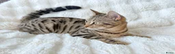 Bengal cats for sale: Beautiful Bengal Cross Female  - Advert 3