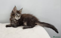 Maine Coon cats for sale: Pedigree GCCF Maine Coon Kittens for sale  - Image 26