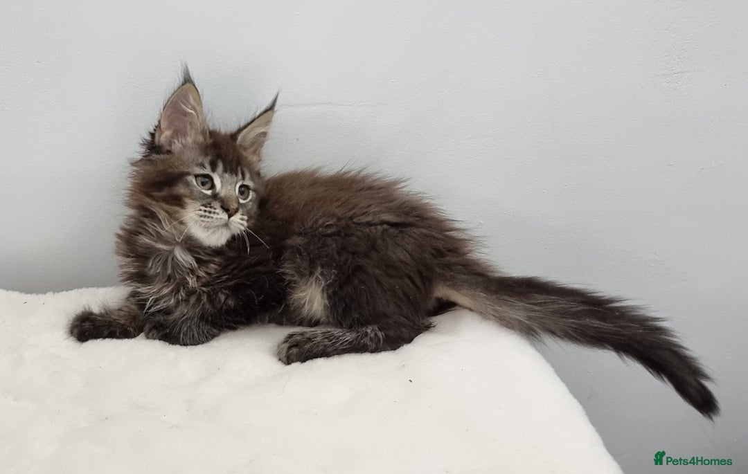 Maine Coon cats for sale: Pedigree GCCF Maine Coon Kittens for sale  - Image 26