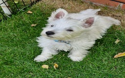 West Highland Terrier dogs for sale: West Highland terrier puppy, 7 months old - Image 1