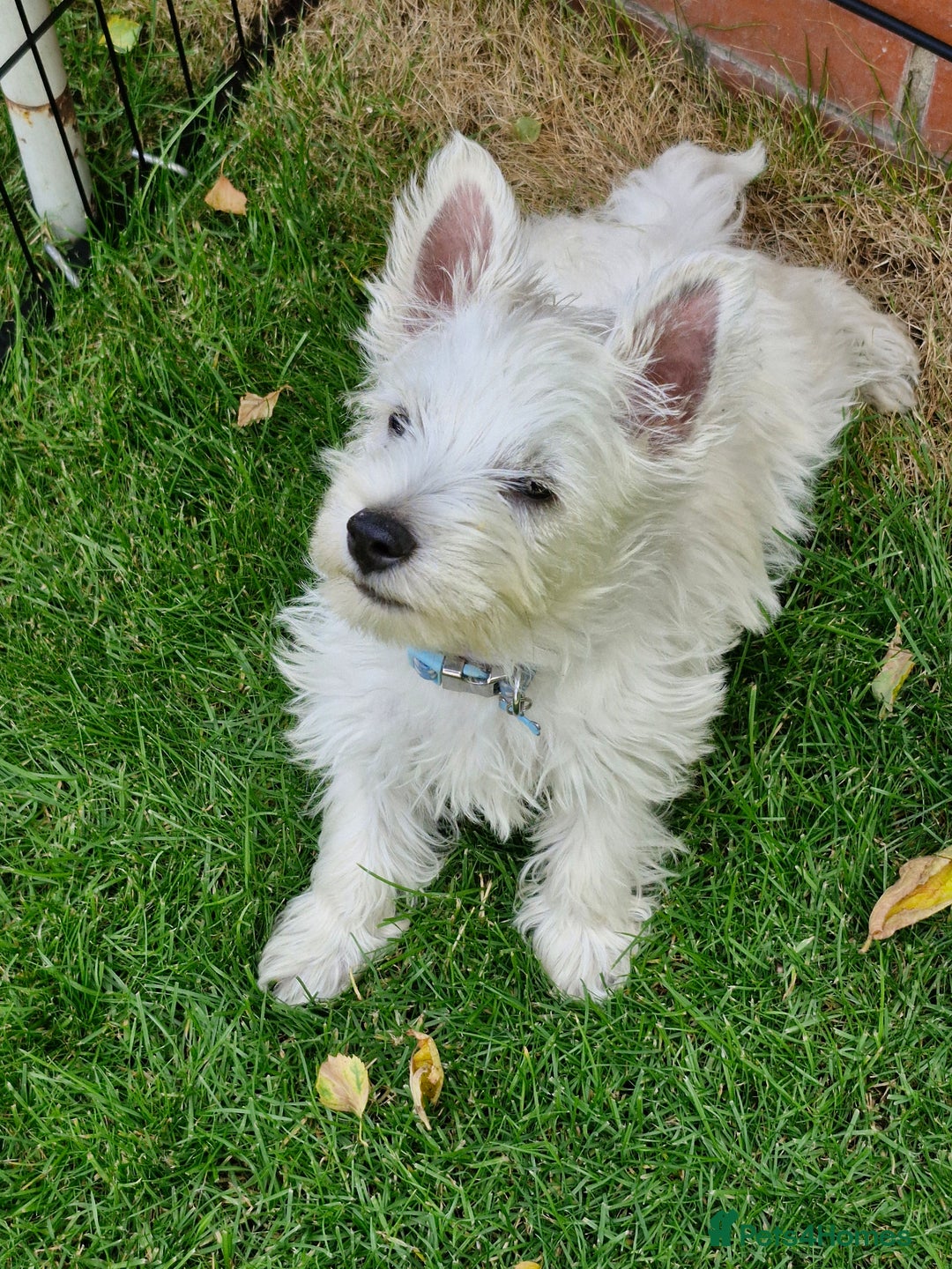 West Highland Terrier dogs for sale: West Highland terrier puppy, 7 months old - Image 1