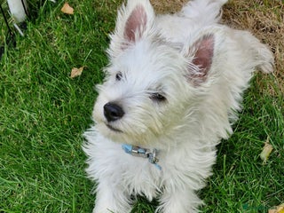 West Highland Terrier dogs - Advert 1