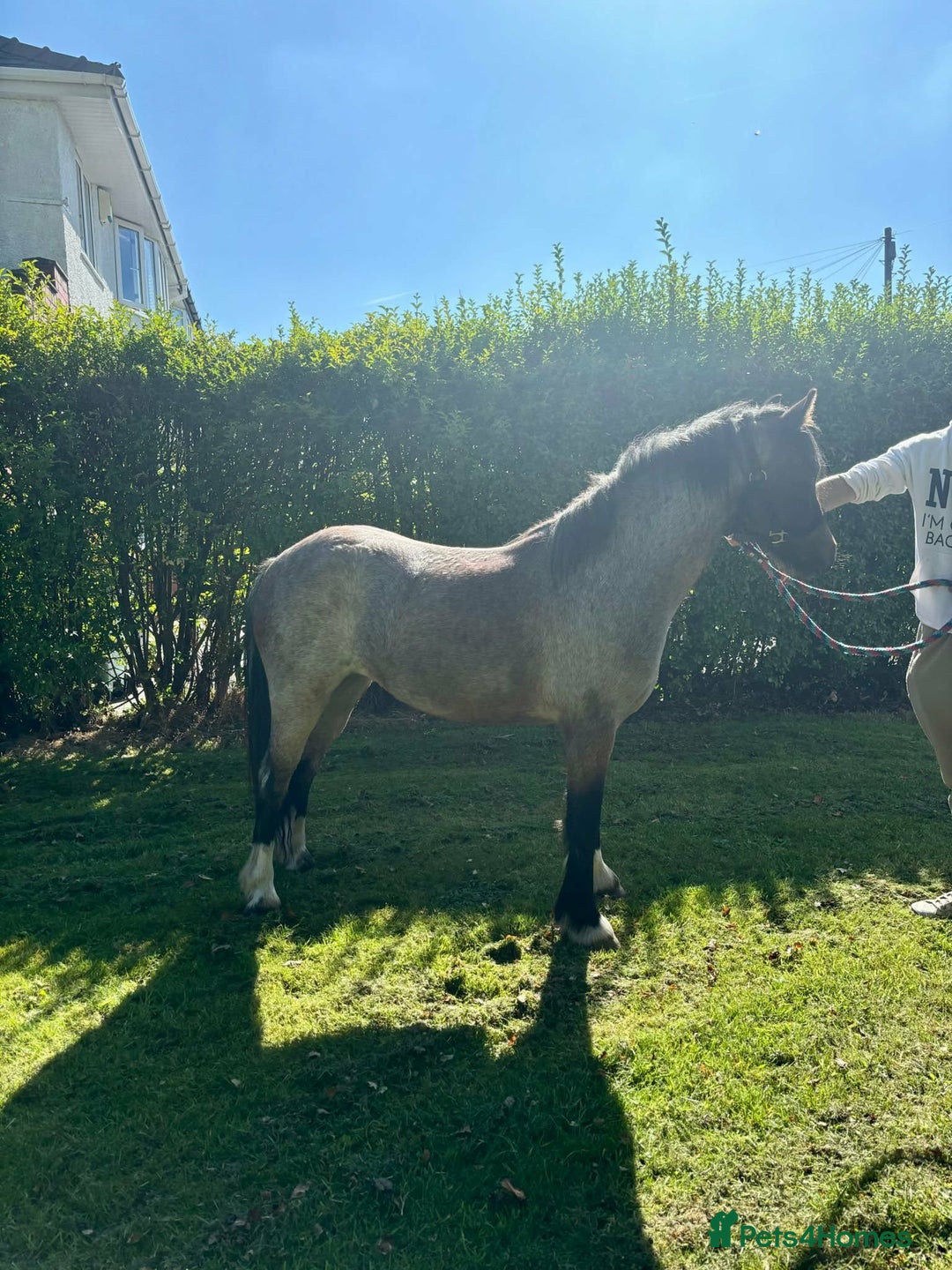 Irish Cob horses for sale: 12.2/12.3 3 year old cob x Welsh mare  - Advert 5