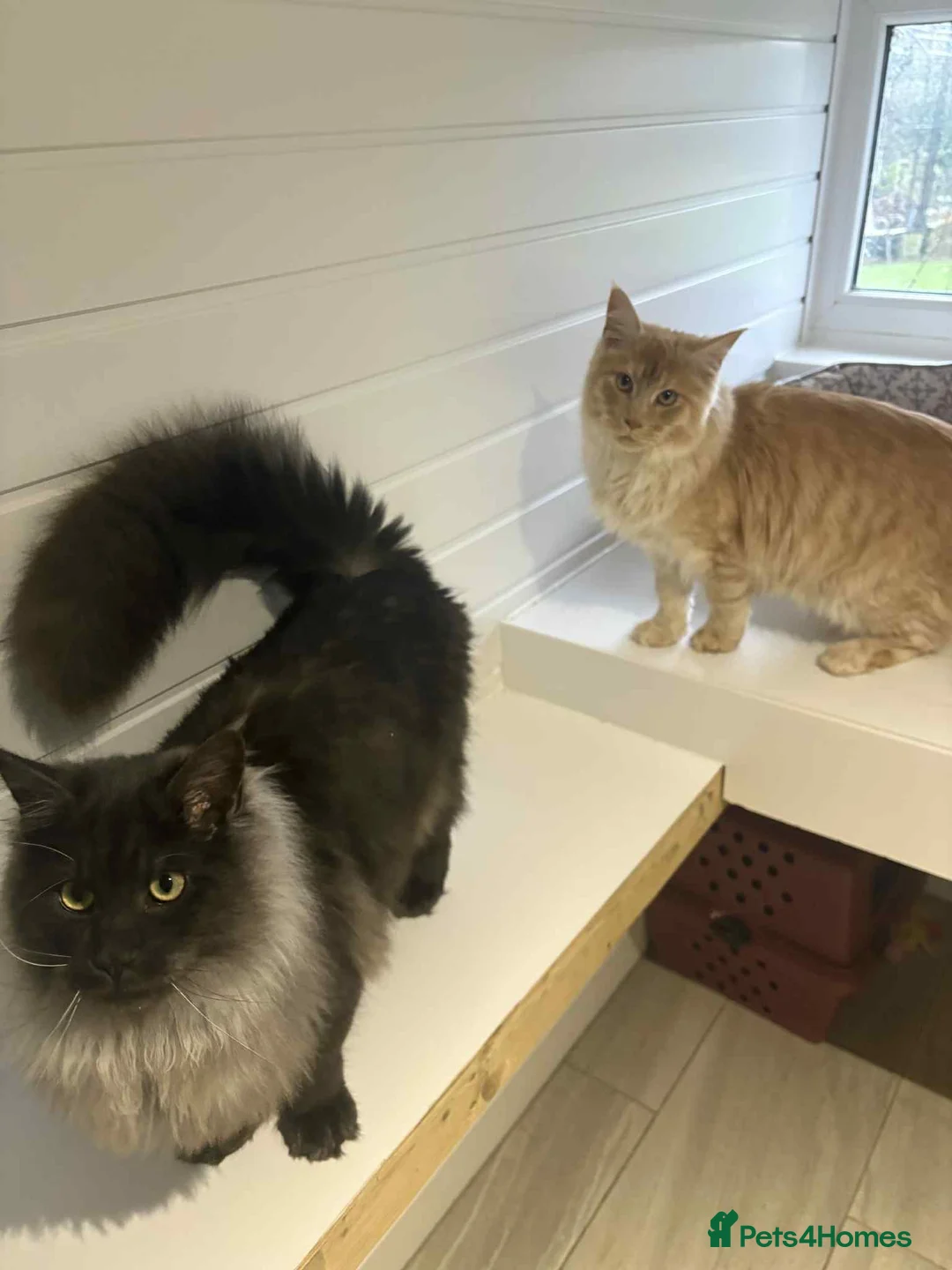 Maine Coon cats for sale: Maine Coon Brothers  - Advert 5