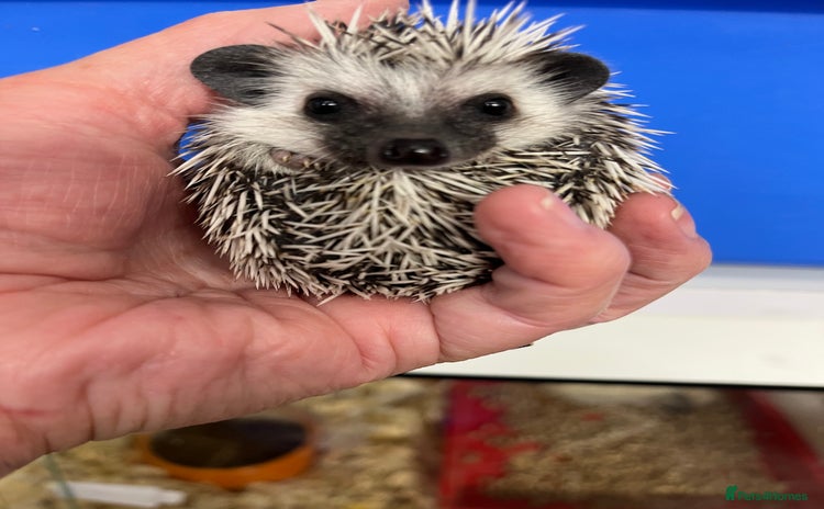 Pygmy Hedgehog rodents - Advert 4