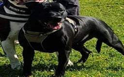 Staffordshire Bull Terrier dogs for sale: Staffordshire Bull Terrier Puppies 2Boys Available - Advert 3