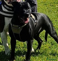 Staffordshire Bull Terrier dogs Staffordshire Bull Terrier Puppies 2Boys Available - Advert 7