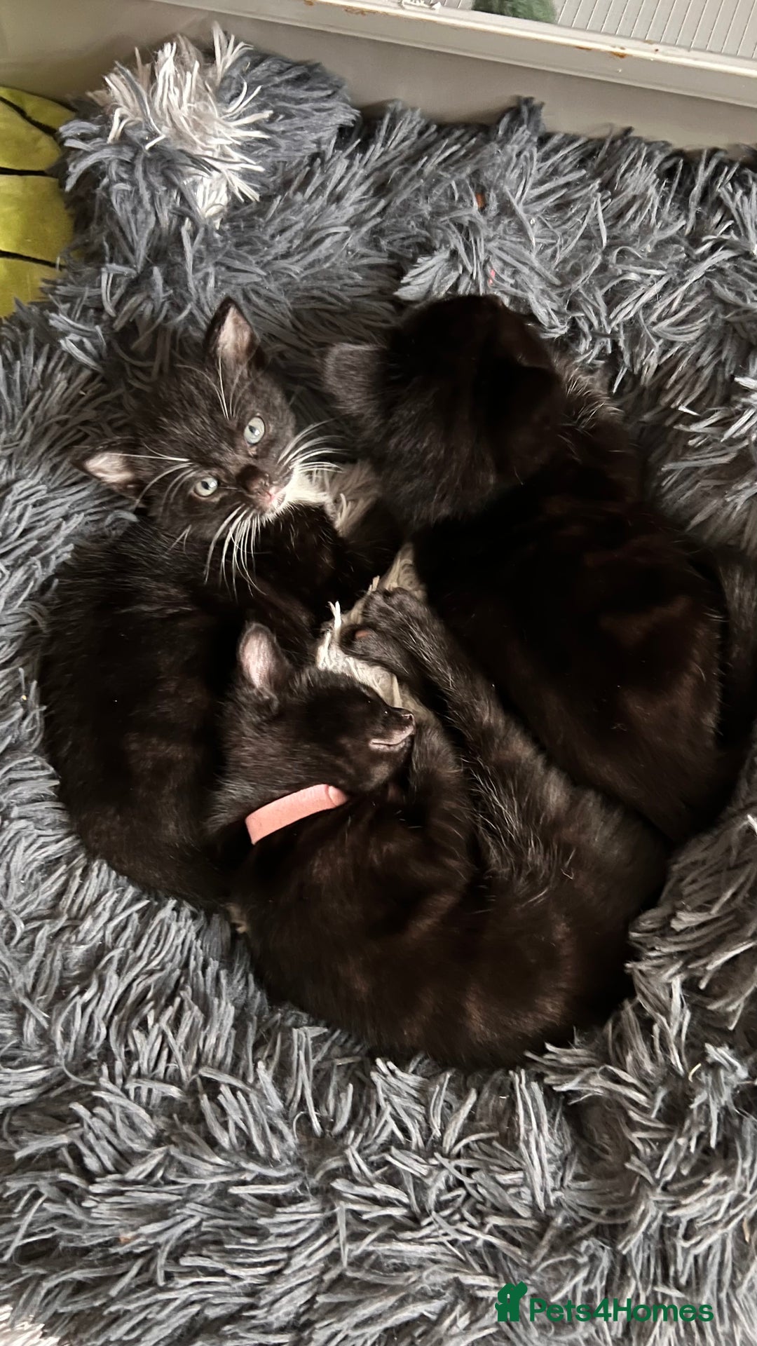 Mixed Breed cats for sale: adorable tuxedo kittens - Advert 5