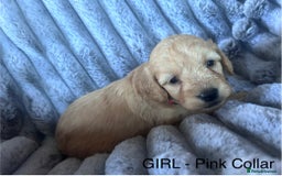 Cockapoo dogs for sale: GORGEOUS LITTER OF COCKAPOO’S - Advert 10