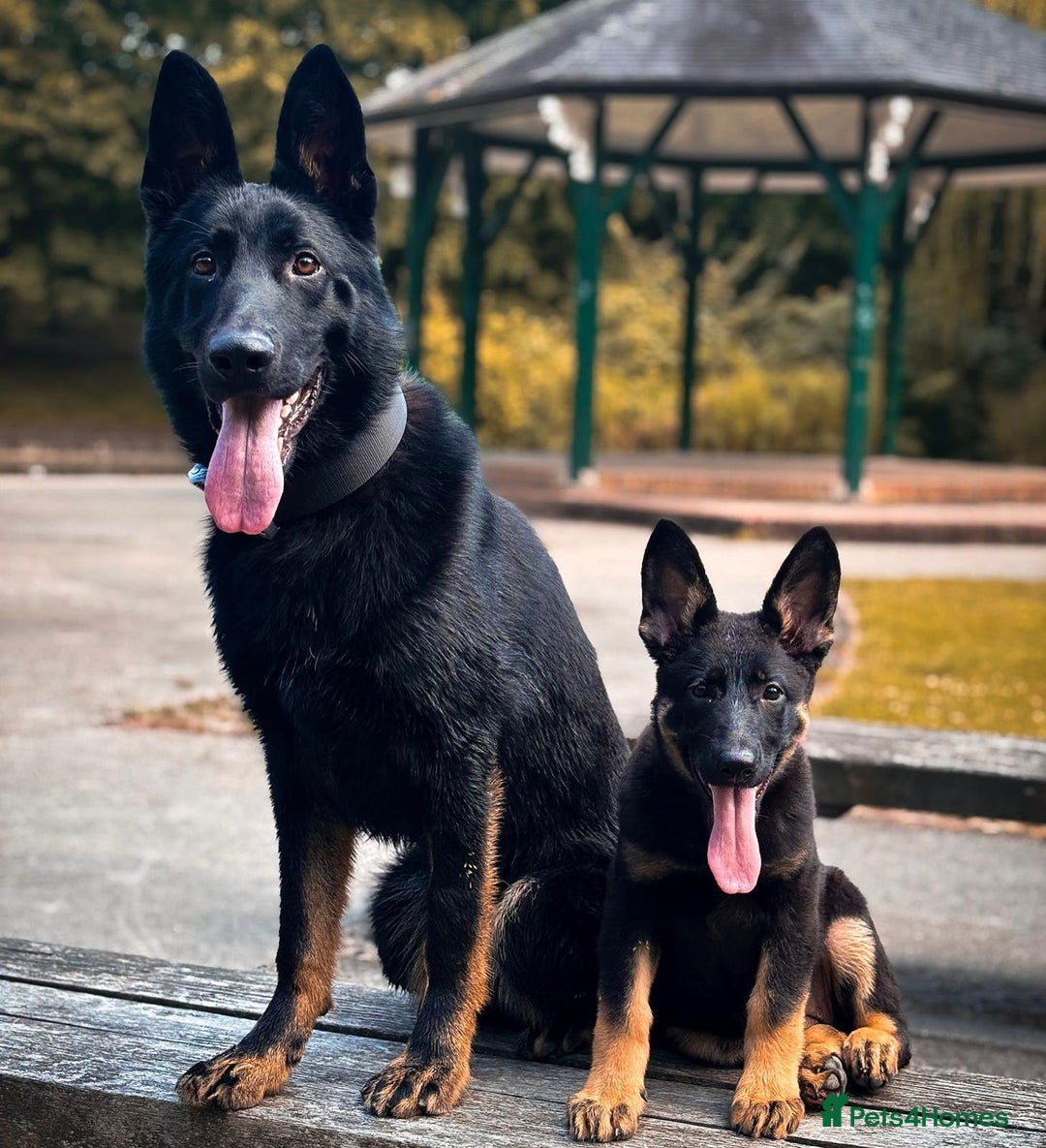 German Shepherd dogs for sale: Exceptional German Shepherd | KC Registered  - Advert 4