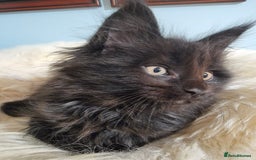 Maine Coon cats for sale: Pedigree GCCF Registered Maincoon Kittens - Image 5
