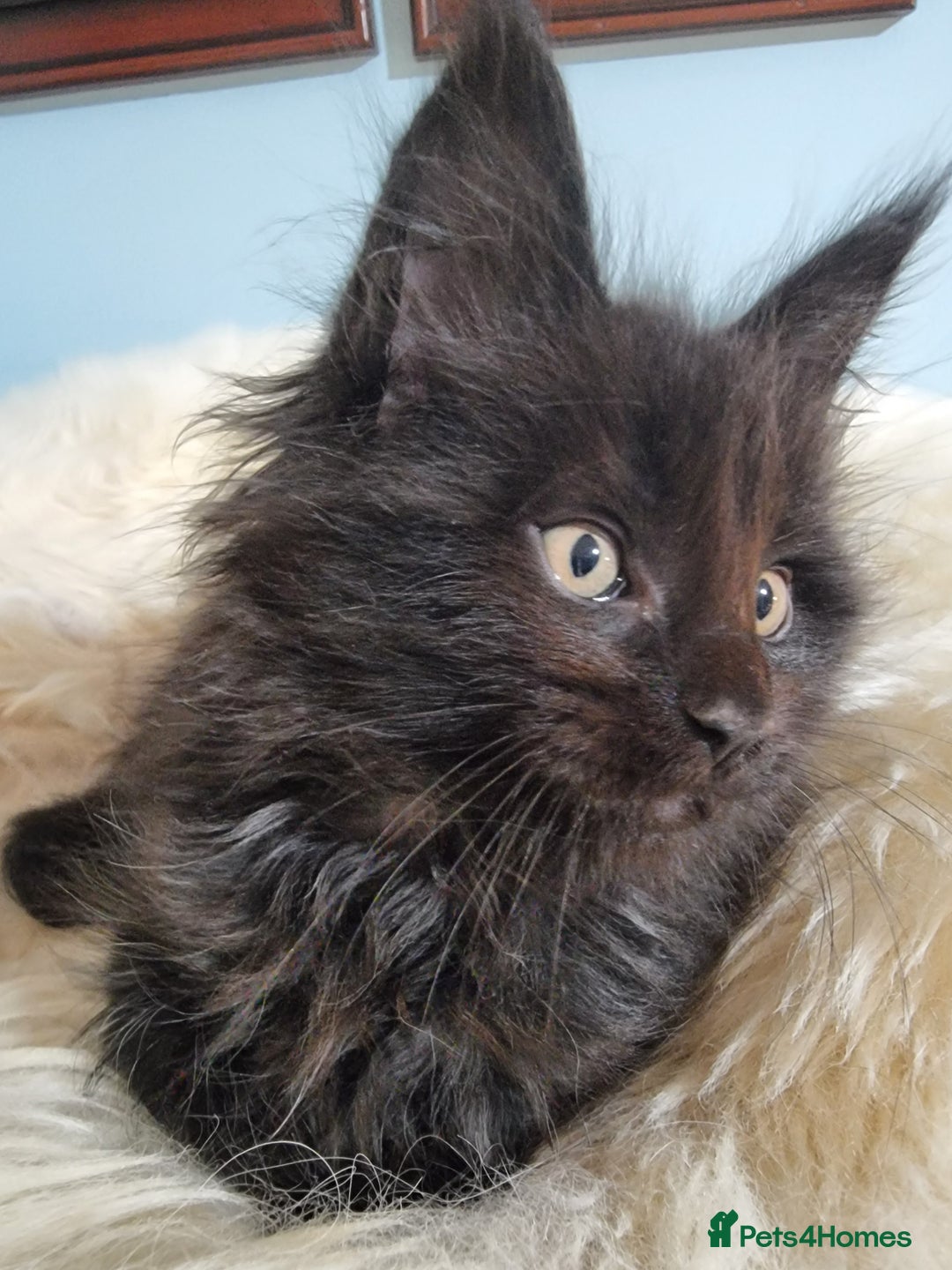 Maine Coon cats for sale: Pedigree GCCF Registered Maincoon Kittens - Image 5