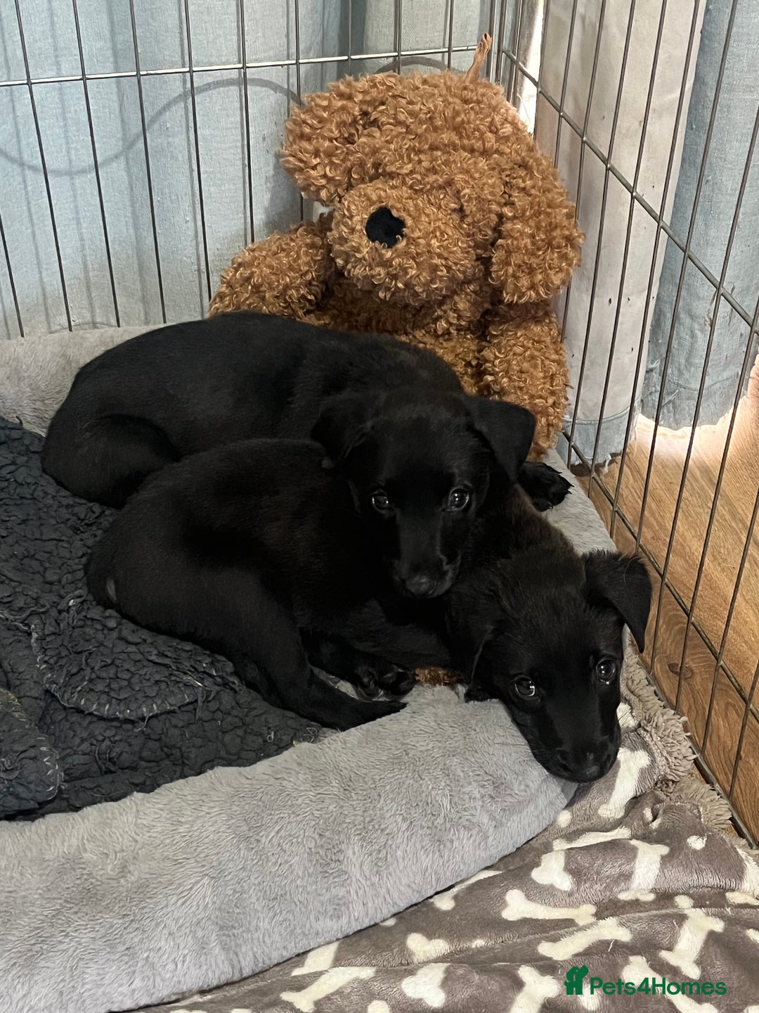 Mixed Breed dogs for sale: Male Belgian malonois cross labrador  - Image 1