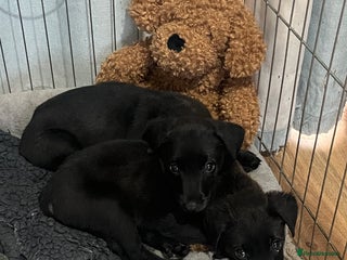 Mixed Breed dogs - Advert 1
