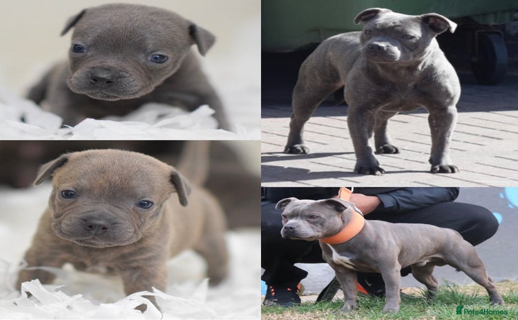 Staffordshire Bull Terrier dogs - Advert 6