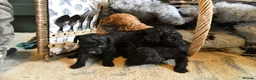Toy Poodle dogs for sale: Pure bred Toy Poodle puppies, Black and Red - Advert 7