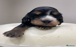 Cocker Spaniel dogs for sale: Show Cocker Spaniel’s  - Image 10