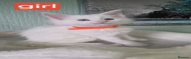 Orange collar girl