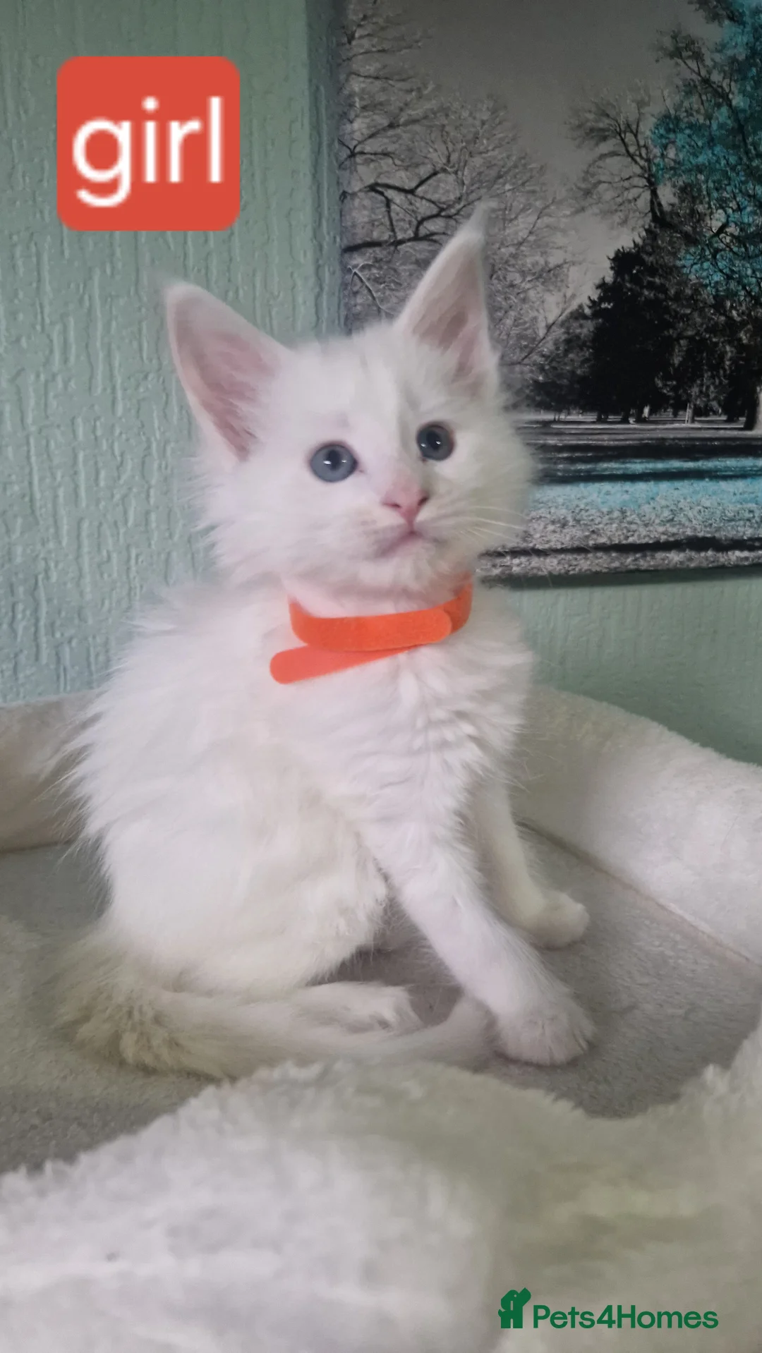 Maine Coon cats for sale: PURE BREED MAINE COON KITTENS AVAILABLE - Advert 2