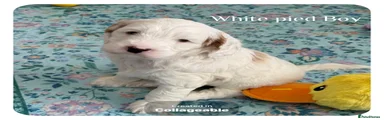 Australian Labradoodle 2