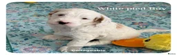 Australian Labradoodle dogs for sale: Stunning Australian Labradoodle Pups - Advert 20