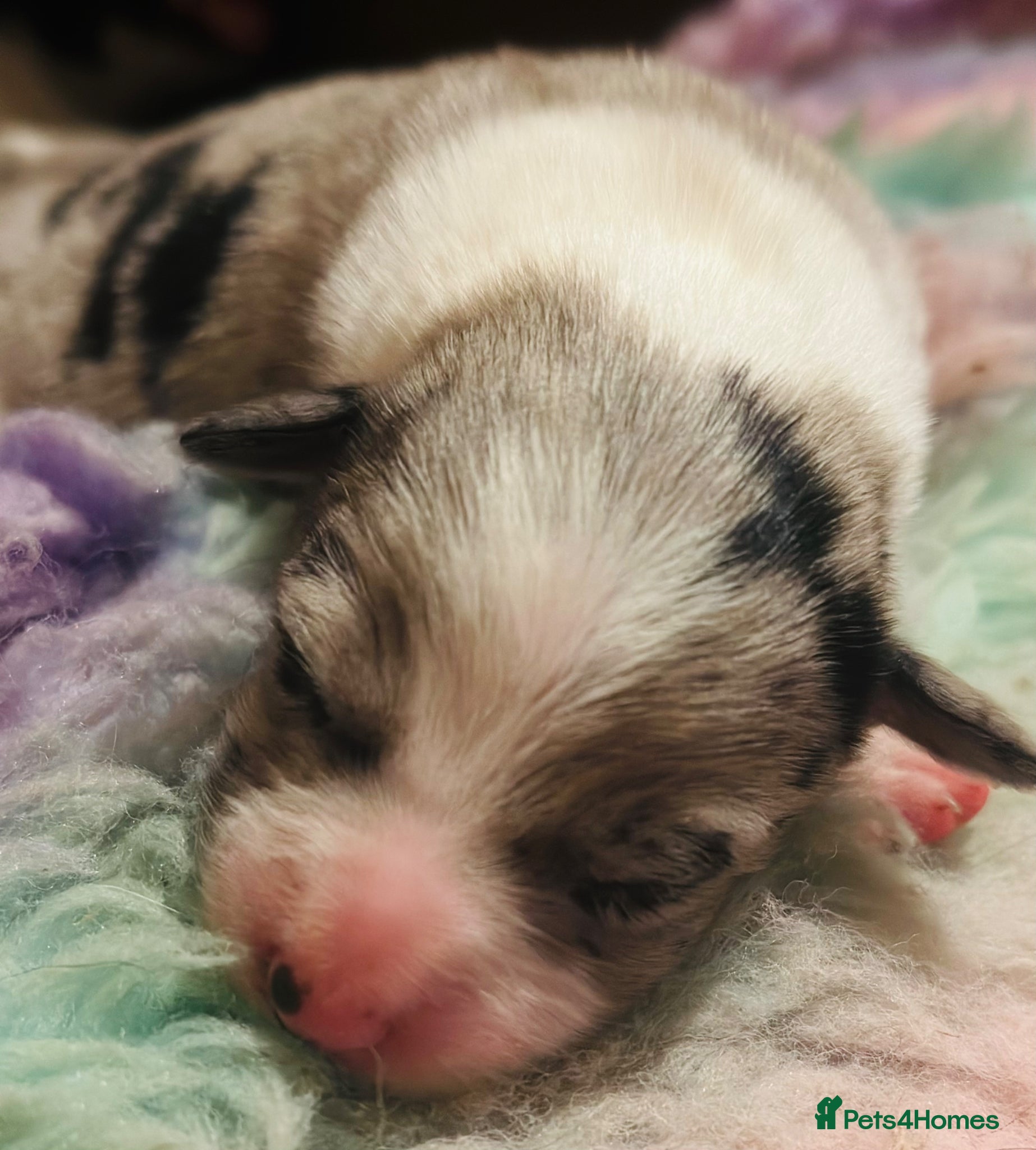 Border Collie dogs for sale: Beautiful Border Collie Puppies  - Advert 12