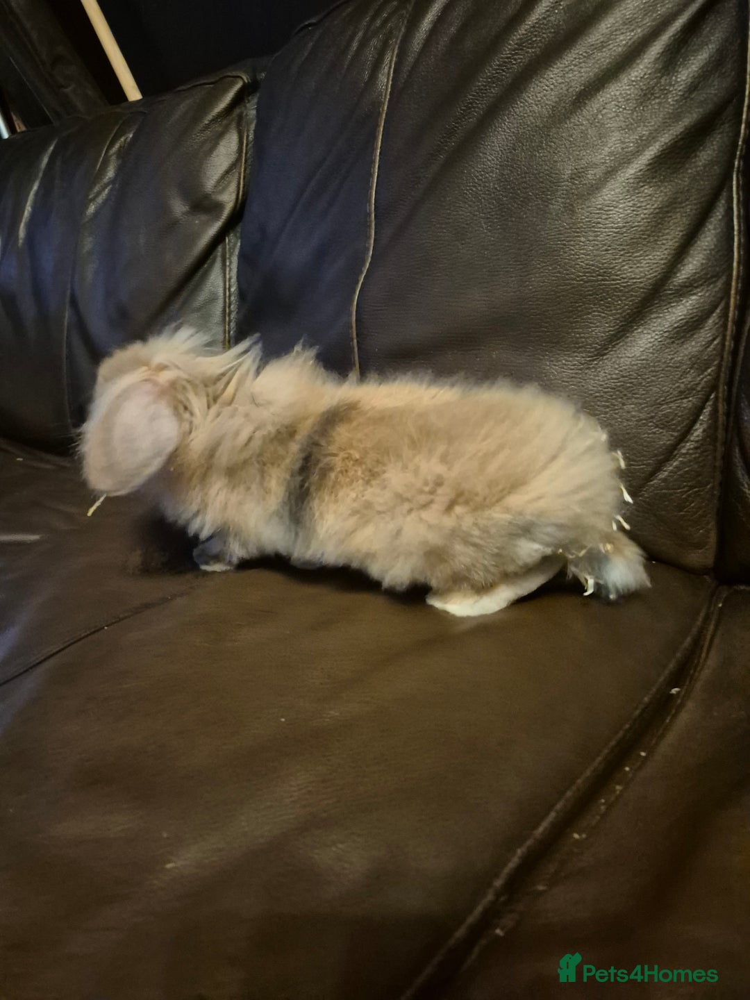 Lionhead rabbits for sale: Beautiful Lion head buck male  - Image 8