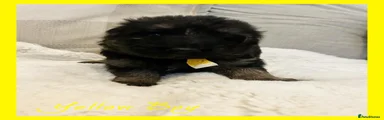 German Shepherd Puppy 2