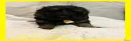 German Shepherd dogs for sale: Kc German Shepard long haired  - Advert 29