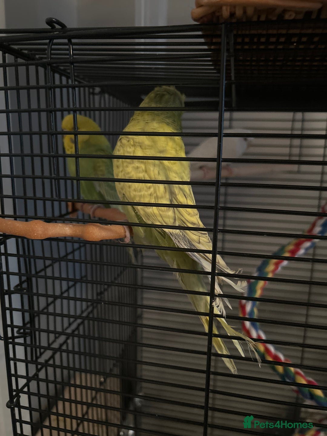 Budgerigars birds for sale: Budgies and cages  - Advert 2