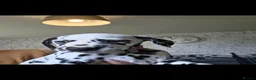 Dalmatian dogs for sale: Kc registered stunning dalmatian puppies  - Advert 5
